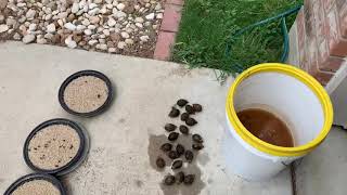 Cleaning Foxtail palm tree seeds