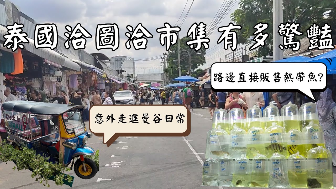 原本只是逛洽圖洽市集，結果意外走進泰國曼谷的日常|烏龜、熱帶魚、鸚鵡直接在人行道上賣🤔