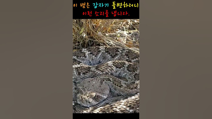 이 뱀은 갑자기 돌변하더니이런 소리를 냅니다.