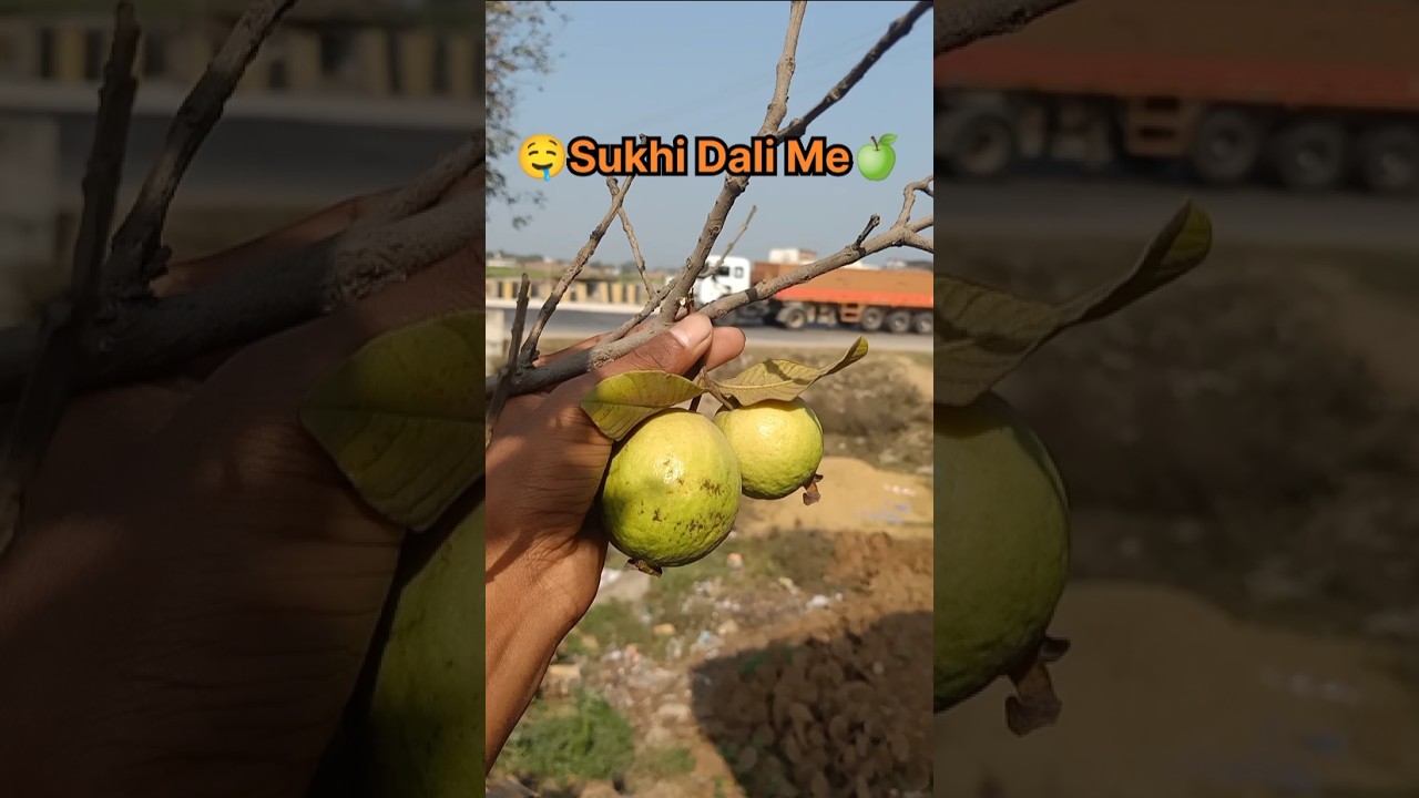 Gaiya Sab Ko Nahava Ne Ke Bad Pila Pila Amarud Mila🍏🤤 