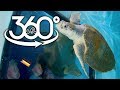 Swimming with Sea Turtles at Clearwater Marine Aquarium