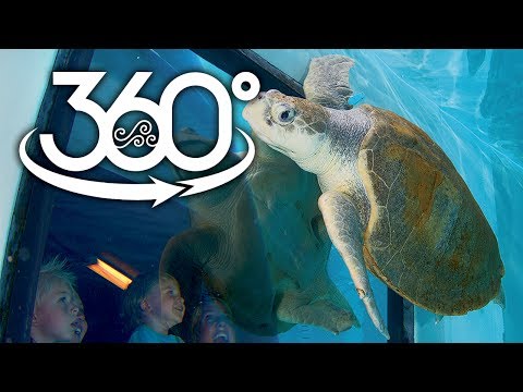 Swimming with Sea