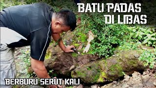 BATU PADAS DILIBAS !! berburu serut pinggir kali