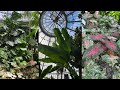 Plant Tour of Allan Gardens Conservatory | Houseplant Vlog