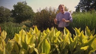 Growing Cannas | At Home With P. Allen Smith