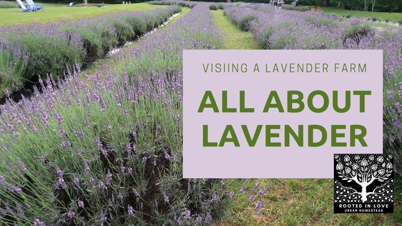 All About Lavender | Field Trip to a Lavender Farm | Harvesting & Uses -    Rooted in Love