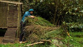 Cutting thatch grass for roofing, skills in making a roof from grass. Making fried fish for dinner.