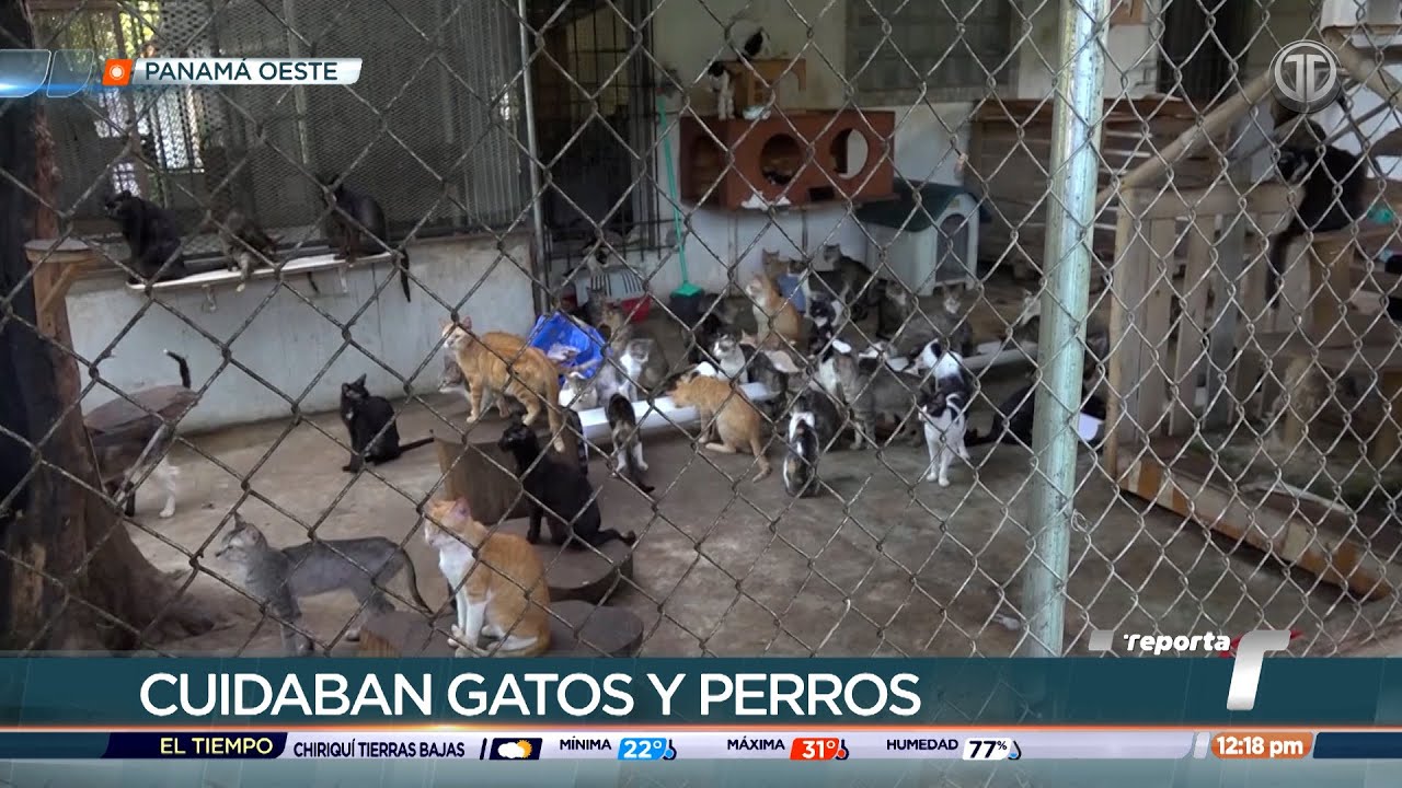 Encuentran perritos y gatitos maltratados en albergue en Arraiján
