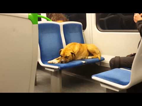 Perrito del metro valparaiso