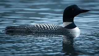 Common Loon early morning preening. by Michael Barber 153 views 2 months ago 28 seconds