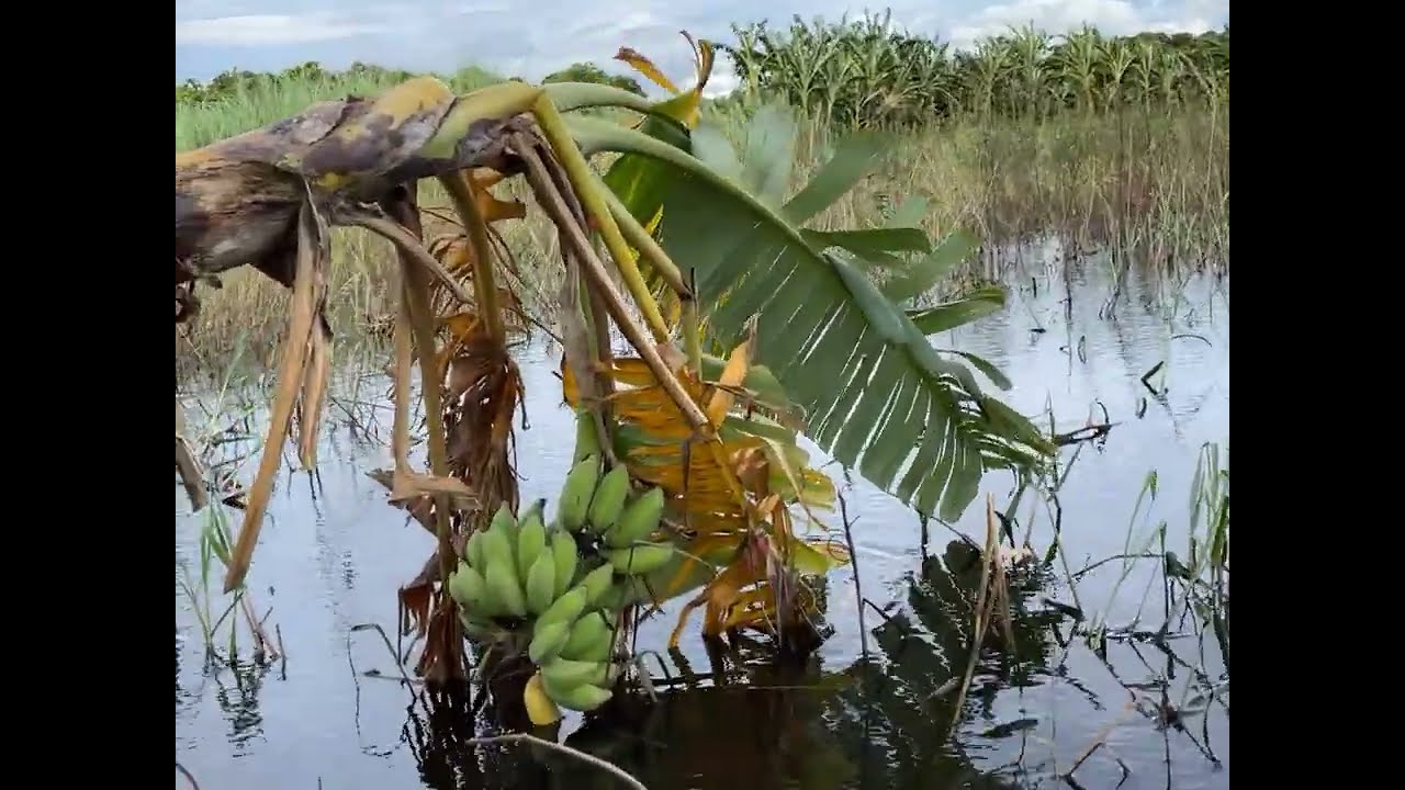 Activities in the fields