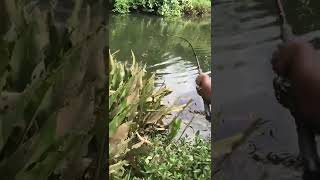 amazing big fish catching!! River fishing sri lanka 🇱🇰 | snakehead catching #released fish