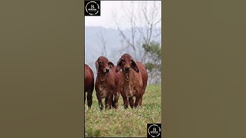 Sapi brahman x simental #sapi #sapimakan #sapijumbo #sapigemuk #cow #sapilucu #sapipedaging