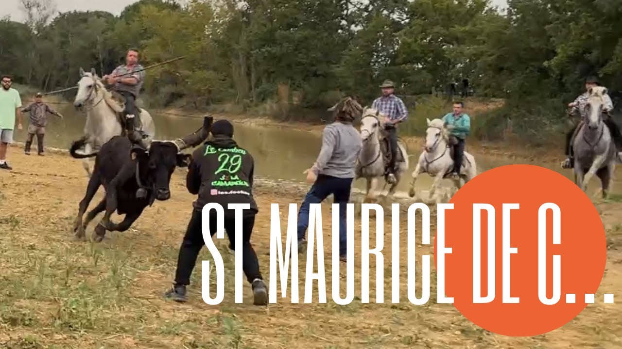 Bandido / Gaze mouvementée ➡️ St Maurice de Cazevielle 🇫🇷 22/09/24 Manade MARTINI, LERON & CLEMENT 👌
