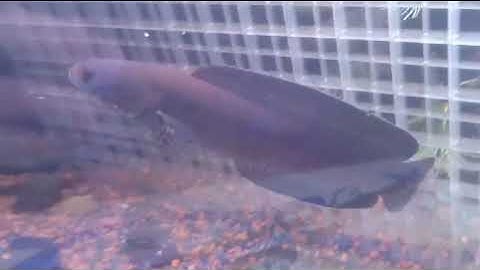 Cá lóc Andrao(Cầu Vòng Vây Xanh 🌈)size 12/14 cm đã đẻ 3 lần.