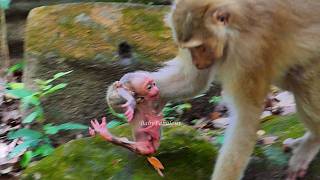 First Time Perfectly Mom Pigtail Monkey Learns How To Hold Her Newborn To Change Direction