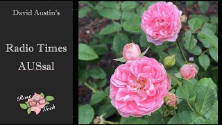 🌹David Austin's Radio Times Rose / Gardening in zone 8a / AUSsal