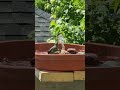 Tiny hummingbird taking a bath. #hummingbird bathing #birdbathing #birdbaths