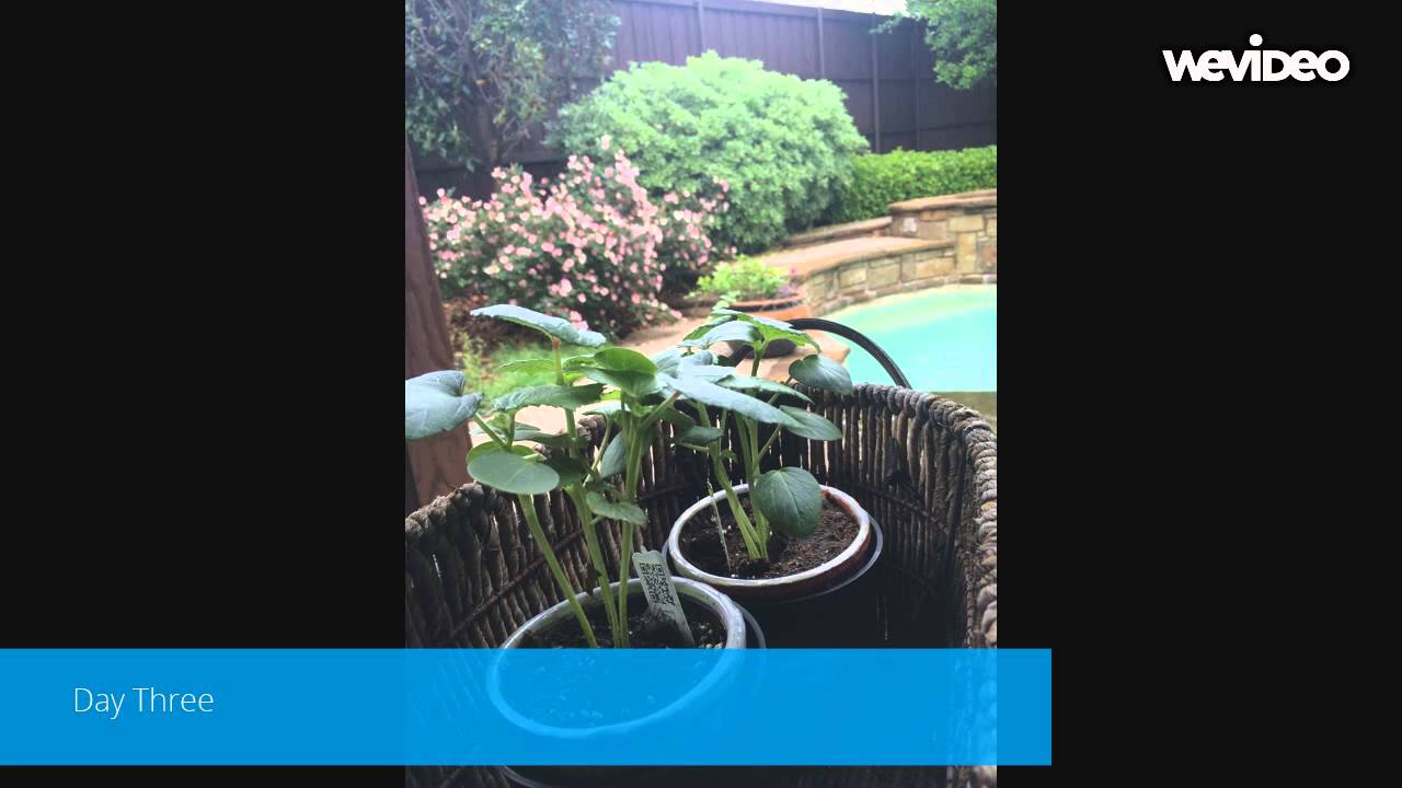 PLANT STIMULUS YouTube