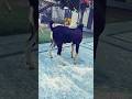 Pahalwan Breeder Goat Ma Vs Fe Shortyoutub Pahalwan Breeder Goat Ma Vs Fe Shortyoutub