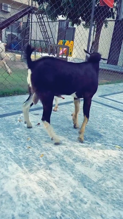 Pahalwan Breeder Goat#ma vs fe#shortyoutub
