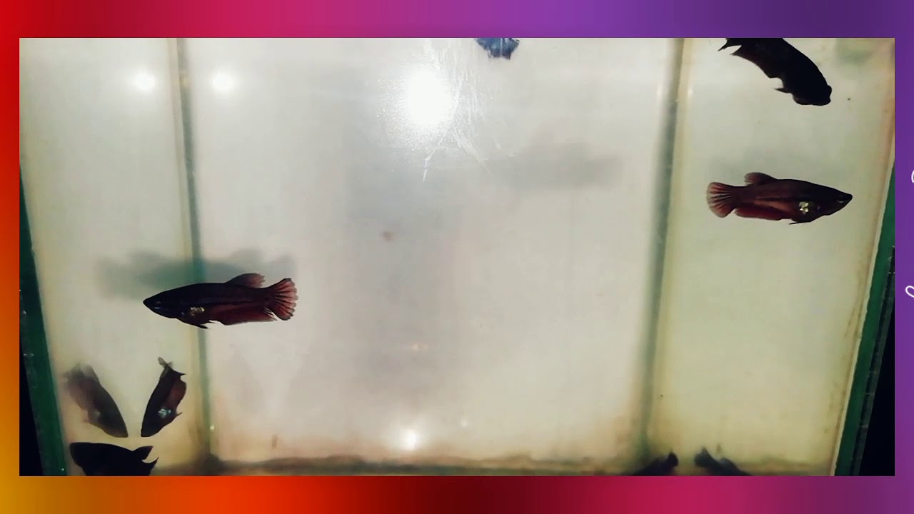 Betta Fish Hellboy | Ikan Cupang Hellboy Umur 1 bulan ...