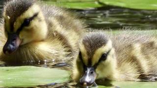 Full Companionship brings color | PhotoLink Library News