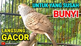 Perkutut Lokal Gacor Suara Pancingan Burung Perkutut Paling Ampuh Agar Cepat Bunyi Gacor Manggung 