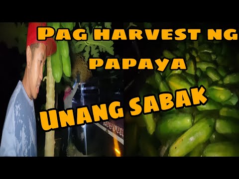 UNANG SABAK KO PAG HARVEST ANG BILIS NILA. ISANG ORAS LANG TAPOS NA