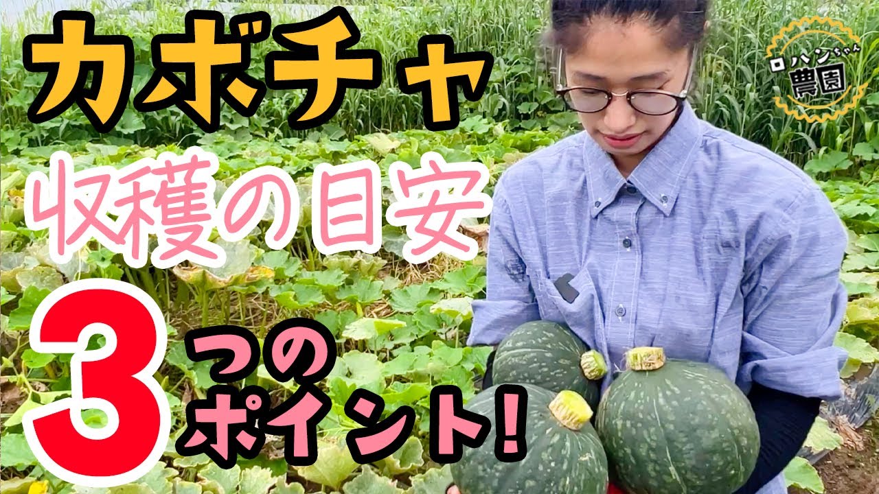 【カボチャ収穫】　収穫のタイミング　保存方法　【キュアリング】【農家の家庭菜園】