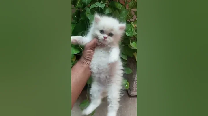 Video 11330261: white persian kitten, cutest persian kitten, cats kitten cutecat catlovers, cute baby kittens playing