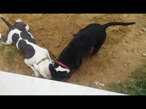 Pit bulls dig the soil ground [ASMR]