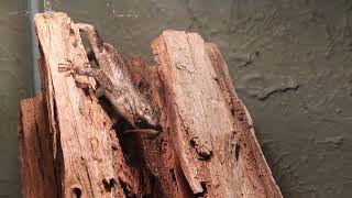 Lemone Eating Cricket (Western Fence Lizard)