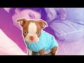 My Puppy&#39;s Epic First Year Adventures ***Cuteness overload***