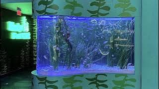 Download lagu a calm frutiger aero playlist