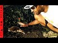 SAVING HURT BABY DUCK from TURTLES! **i am a New MOM**