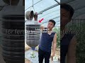 Plant the tomatoes upside down.