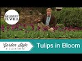 Tulips in Bloom | Garden Home (806)