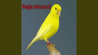 Download Lagu Pancingan Kenari Gacor Terdengar Sampai Pingsan Download Lagu Pancingan Kenari Gacor Terdengar Sampai Pingsan