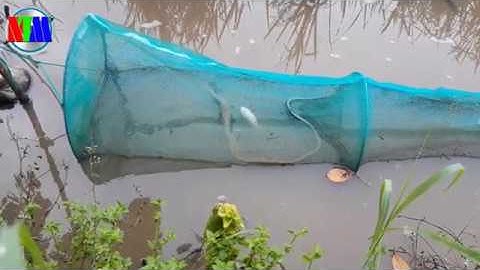 Đổ dớn mùa nước nổi dính rắn hổ ngựa khổng lồ | Nông thôn mới