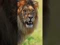One of the most beautiful lion #lion #roar #wildlife #captainamerica #kidsvideo #jungle