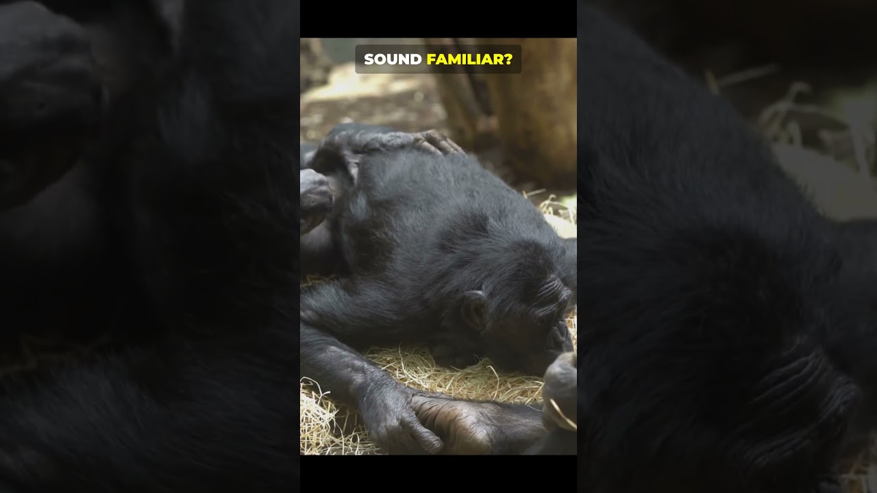 Я ошибался насчет животных. Пять поразительных фактов.