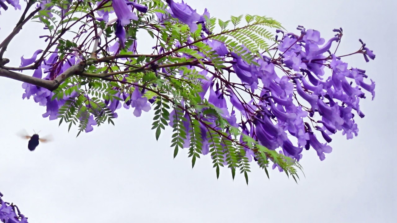 Jacaranda Trees In Full Bloom In Yahataya Park Osaka Japan Youtube