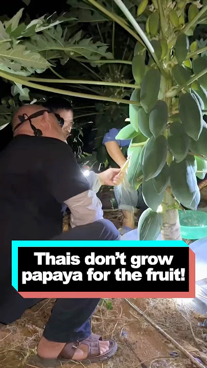 Thais don’t grow papaya for the fruit! #delicius #youtube #fyp