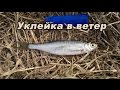 "Уклейка в ветер" - ловля крупной уклейки на болонское удилище весной