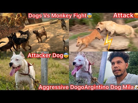 Finally Aggressive DogoArgintino Dog Milgya🐶Full Attacker😡|| Dogs Vs Monkey Gang Panga Hua😨