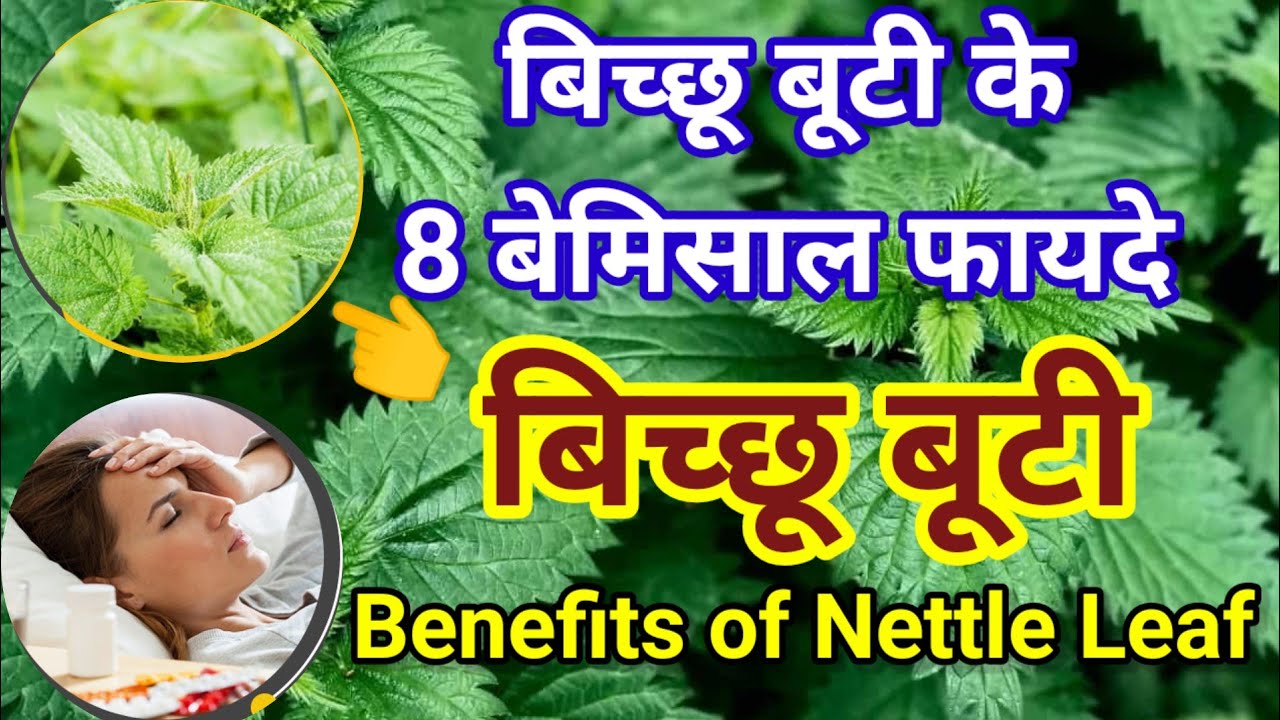 bichhu buti/बिच्छू बूटी के फायदे/Benefits of Nettle Leaf/महिलाओं की परेशानियों दूर करे बिच्छू बूटी ?