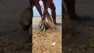 Beach Survival Hack: Pulling a Hidden Fish Trap out of a Coconut Tree!