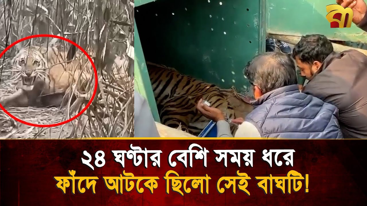 যেভাবে উদ্ধার করা হলো ২৪ ঘন্টার বেশী সময় ধরে ফাঁ'দে আটকা বাঘটিকে! | Bangla TV