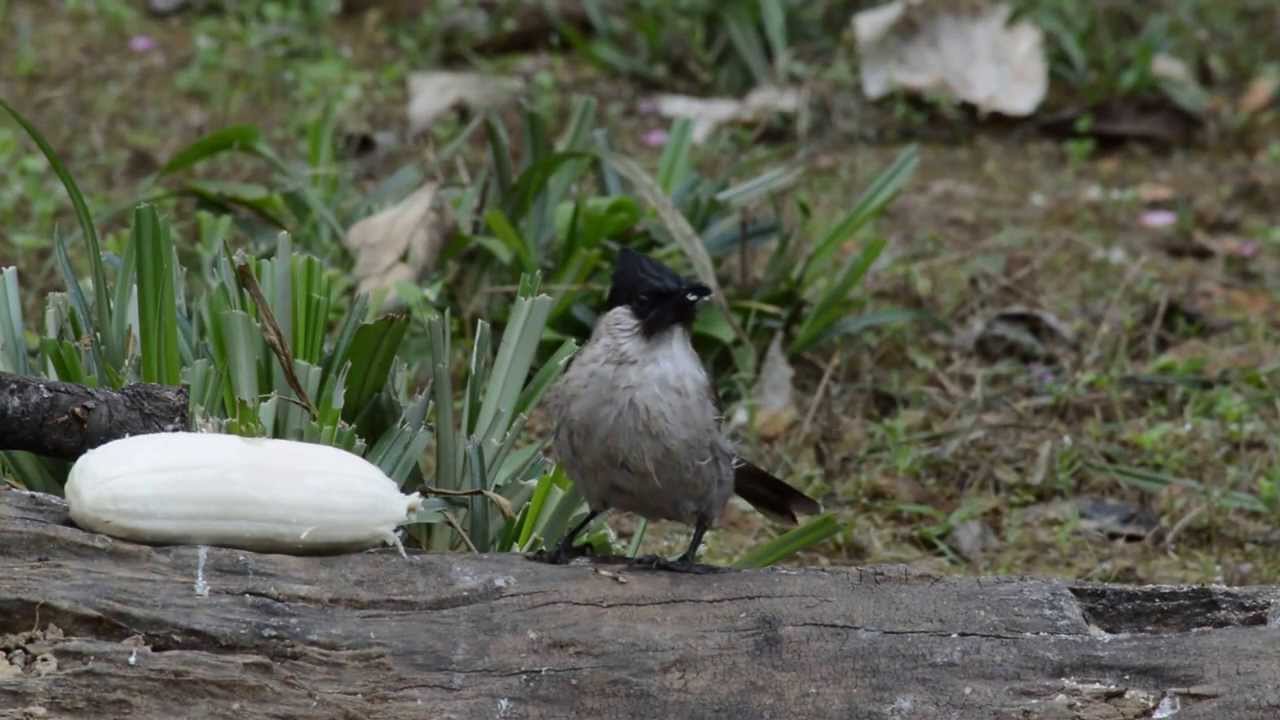 Sooty-headed Bulbul (Pycnonotus aurigaster) 